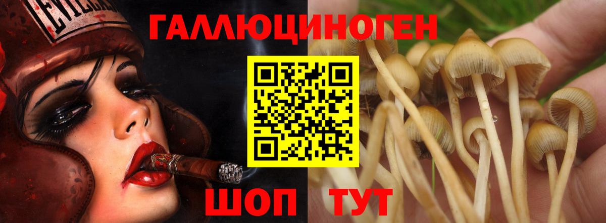 Псилоцибиновые грибы прущие грибы  Вход с VPN  Баксан 